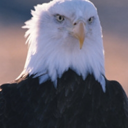 people-politico-windy-eagle
