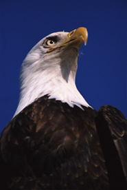 people-politico-noble-eagle